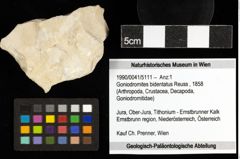 Foto (Objekt + Etiketten) von Goniodromites bidentatus (Reuss, 1858) 